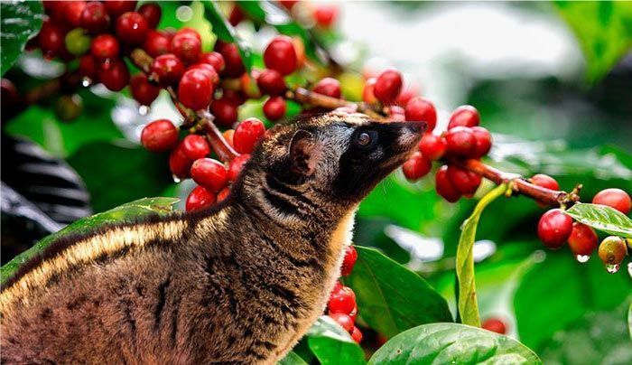 Capis Coati Coffee Beans Poop Cafe Cusco Coffee Beans Peru